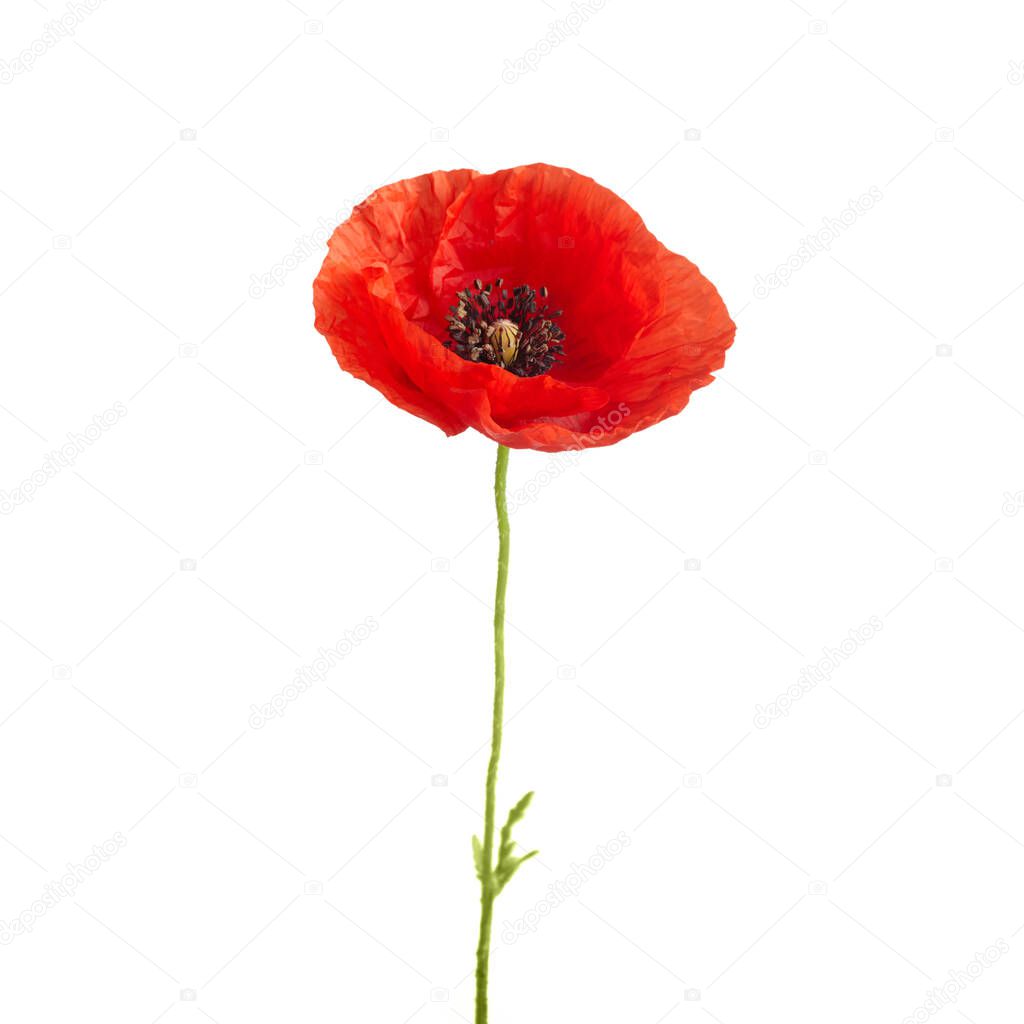 Bright red poppy flower isolated on white background.