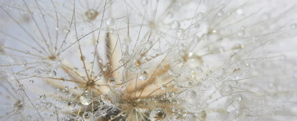美丽的露珠滴在蒲公英种子上.漂亮的软背景。宏观摄影. — 图库照片
