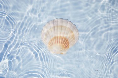 Seashell floating on Water. Sun and shadows. Minimal nature background. clipart