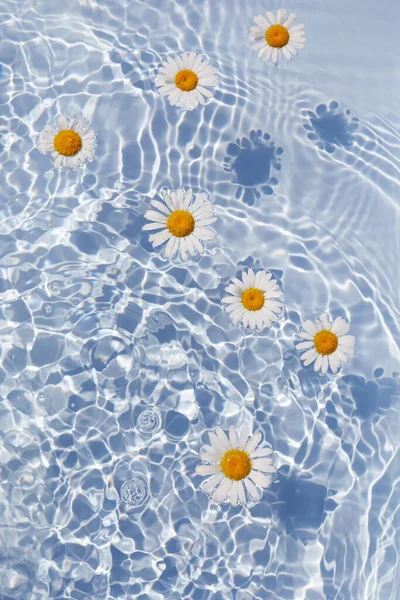 Daisy Flowers floating on Water. Sun and shadows. Minimal nature background. — Stock Photo, Image