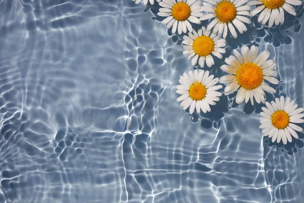 Daisy Flowers floating on Water. Sun and shadows. Minimal nature background. — Stock Photo, Image