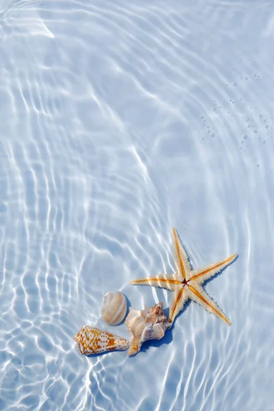 Estrella de mar y conchas flotando en el agua. Sol y sombras. Fondo de naturaleza mínima. — Foto de Stock