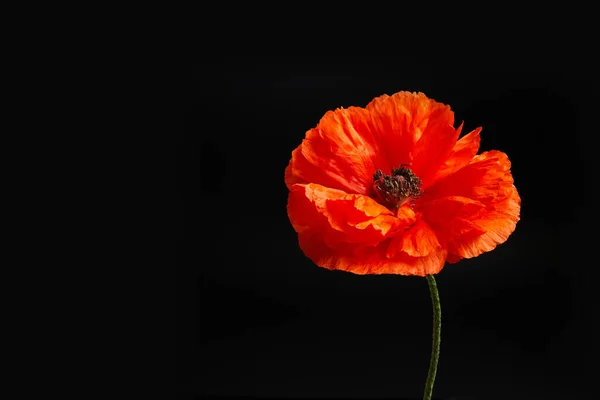 Un seul coquelicot sur fond noir. Fleur pour les morts de guerre et les anciens combattants Jour VJ, Novembre 11 et d'autres jours du Souvenir. — Photo