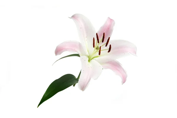 Pink lily flower isolated on white background — Stock Photo, Image