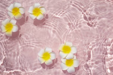Plumeria ya da Frangipani 'nin pembe su yüzeyinin üst görüntüsü. Suyun dalgalanması ve çiçeğin gölgesi.