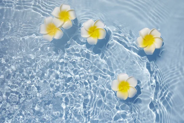 Su yüzeyindeki Plumeria ya da Frangipani manzarası. Suyun dalgalanması ve çiçeğin gölgesi. — Stok fotoğraf