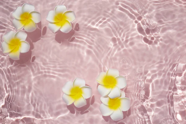 Vista superior Plumeria o frangipani sobre superficie de agua rosada. Onda de agua y Sombra de flor. —  Fotos de Stock