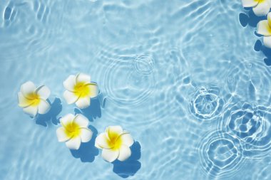 Su yüzeyindeki Plumeria ya da Frangipani manzarası. Suyun dalgalanması ve çiçeğin gölgesi.