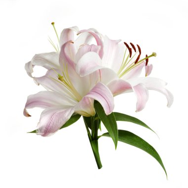 Beyaz arkaplanda izole edilmiş pembe zambak çiçekleri