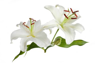 Beyaz arka planda izole beyaz zambak çiçekleri