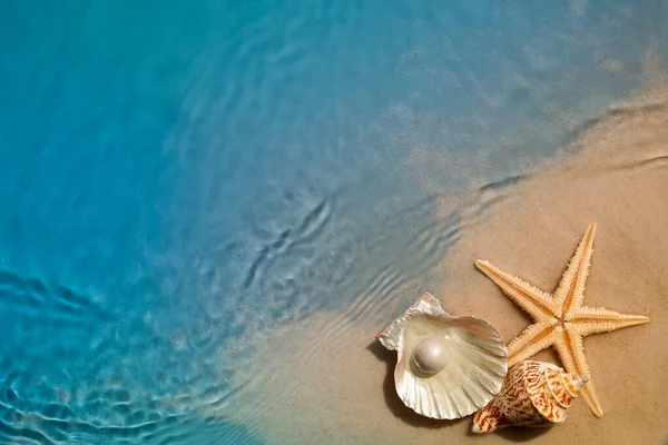 Estrella de mar y concha en la playa de verano en el agua de mar. Fondo de verano — Foto de Stock