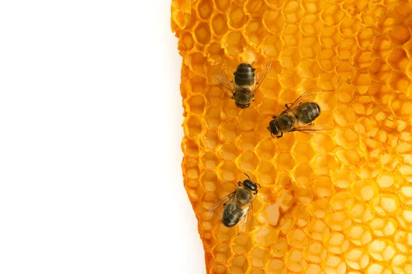 Nationale honingbijendag. Frame met bijen kruipen op honingraat. — Stockfoto