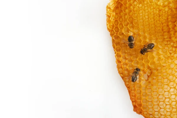 Národní den včel. Frame with Bees crawl on honeycomb. — Stock fotografie