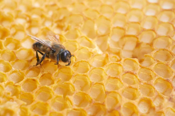 Macro photo of a bee on a honeycomb. National honey bee day Royalty Free Stock Photos