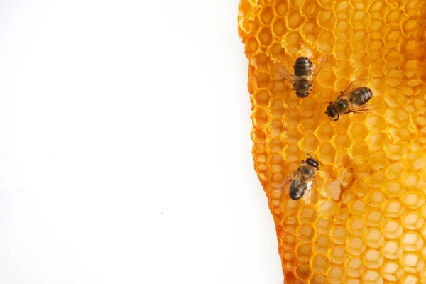 Nationaler Honigbienentag. Gestell mit Bienen kriecht auf Wabe. — Stockfoto