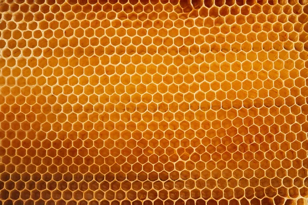 Textura de fondo de una sección de panal de cera de una colmena de abejas llena de miel dorada —  Fotos de Stock