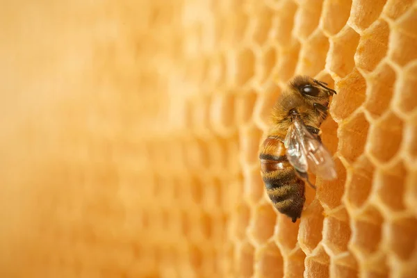 Macro foto de una abeja en un panal. Día nacional de las abejas. Septiembre miel mes. —  Fotos de Stock