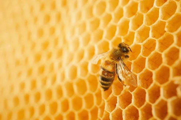 Macro photo d'une abeille en nid d'abeille. Journée nationale des abeilles domestiques. Septembre mois du miel — Photo