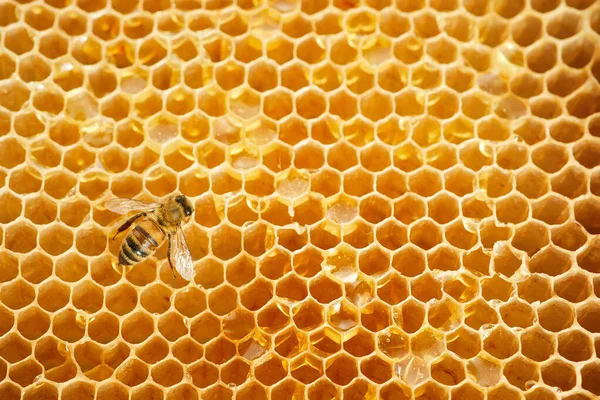 Macro foto van een bij op een honingraat. Nationale honingbijendag. September honingmaand. — Stockfoto
