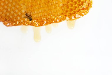 Ulusal Bal Arısı Günü. Arıların bal peteğinde süründüğü çerçeve.