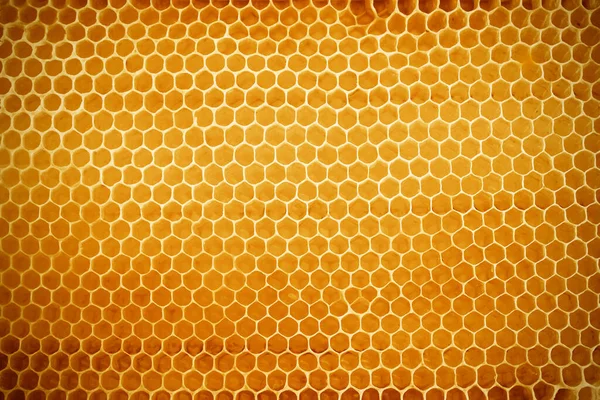 蜂窝里装满了金黄色蜂蜜的蜡蜂窝的背景质感 — 图库照片