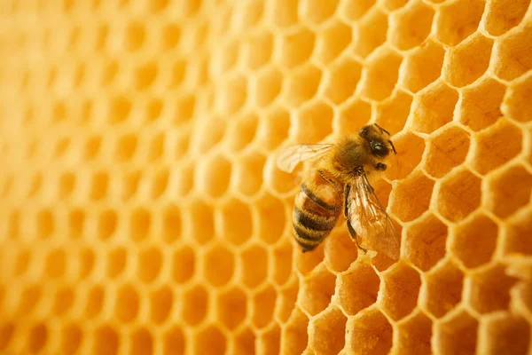 Macro foto de uma abelha em um favo de mel. Dia nacional das abelhas. Setembro mel mês — Fotografia de Stock