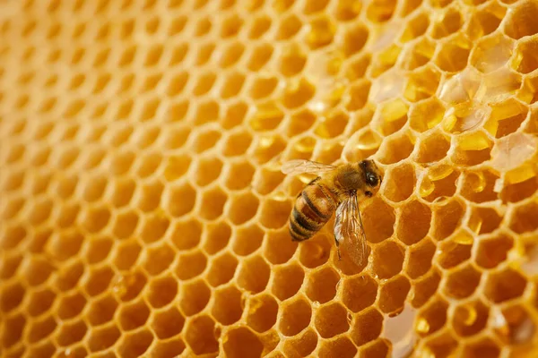 Macro foto de una abeja en un panal. Día nacional de las abejas. Septiembre miel mes. — Foto de Stock