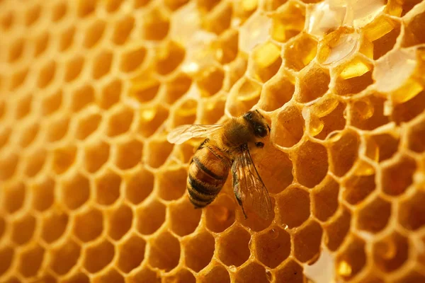 Macro foto de uma abelha em um favo de mel. Dia nacional das abelhas. Setembro mel mês. — Fotografia de Stock