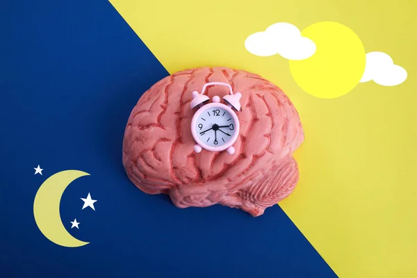 The circadian rhythms are controlled by circadian clocks or biological clock — Stock Photo, Image