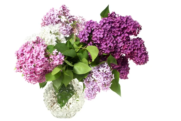 Весенний цветок, фиолетовый лиловый — стоковое фото