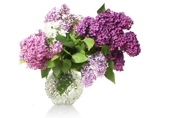 Весенний цветок, фиолетовый лиловый — стоковое фото