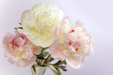 Beyaz üç peonies çiçek 
