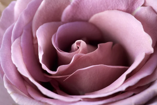 紫色玫瑰的近景 — 图库照片