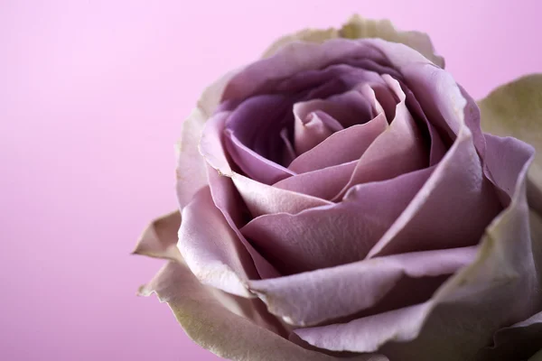 紫色玫瑰的近景 — 图库照片