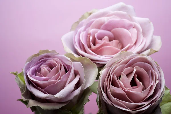 Close-up van paarse roos — Stockfoto