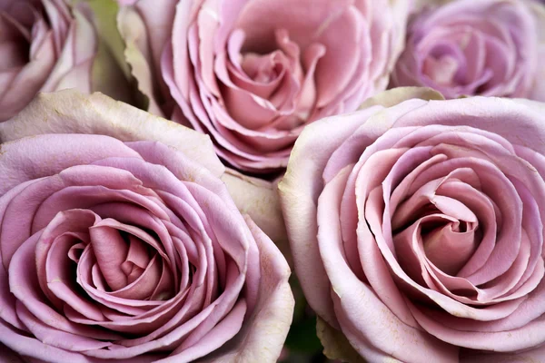 Close up of purple rose — Stock Photo, Image