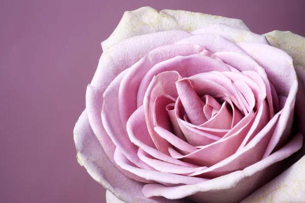 Close up of purple rose — Stock Photo, Image