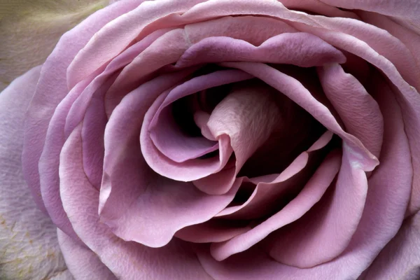 Közeli a lila rózsa — Stock Fotó