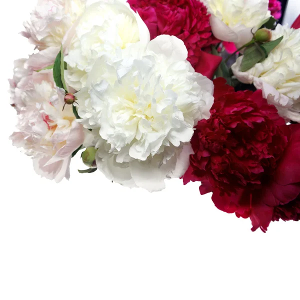 Drie pioenrozen bloem geïsoleerd op wit — Stockfoto