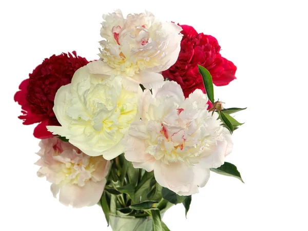 Drie pioenrozen bloem geïsoleerd op wit — Stockfoto
