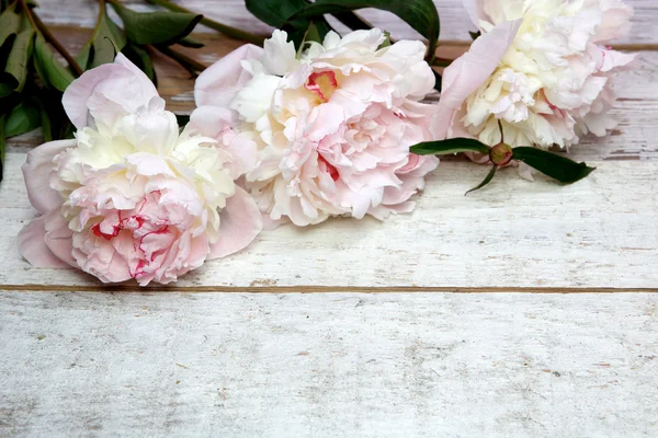 Потрясающие розовые пионы на белом деревенском дереве — стоковое фото