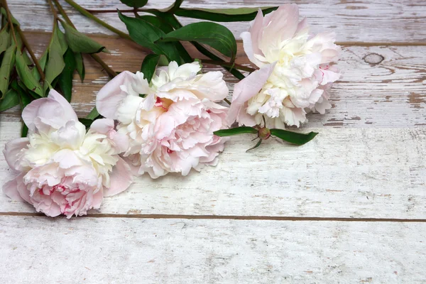 Atemberaubende rosa Pfingstrosen auf weißem rustikalem Holz — Stockfoto