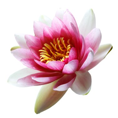 pembe lotus çiçeği üzerinde beyaz izole