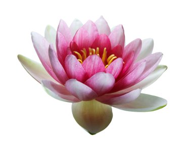 pembe lotus çiçeği üzerinde beyaz izole
