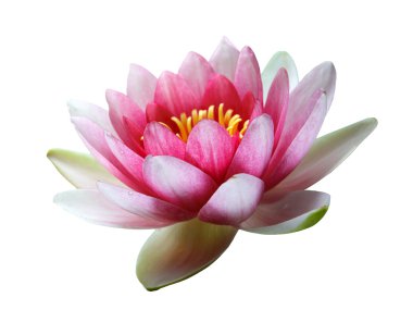 pembe lotus çiçeği üzerinde beyaz izole