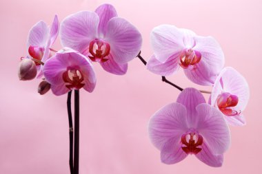 Pembe orkide çiçeği.