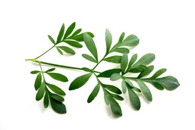 Rue dalı beyazda izole edildi