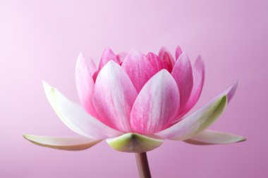 Nilüfer, lotus pembe üzerinde