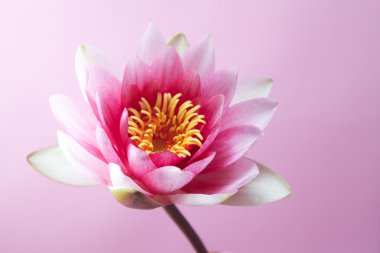 Nilüfer, lotus pembe üzerinde