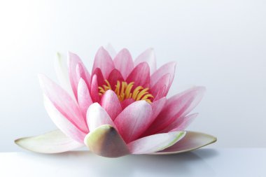 Nilüfer, lotus pastel arka plan üzerinde